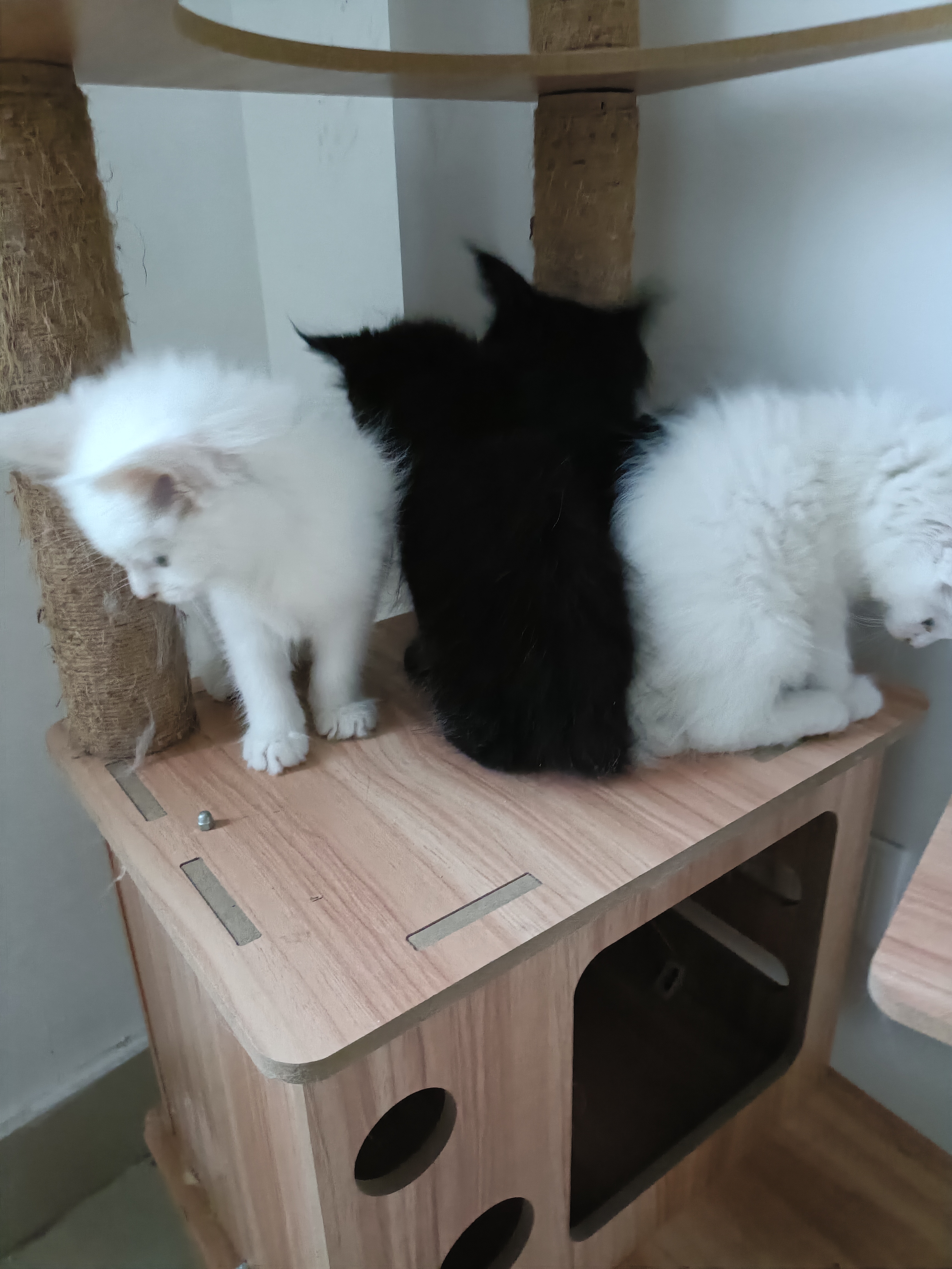 缅因猫